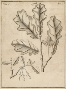 Stiel-Eiche, Kupferstich aus Fuckels Forstbuch von 1766